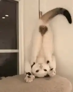 Cat stretching upside down