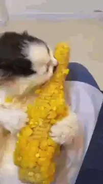 kitten eating corn cob