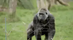 Gorilla raising arm behind fence