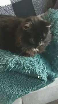 Cat gets poked in the face