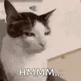 Hmmm Cat