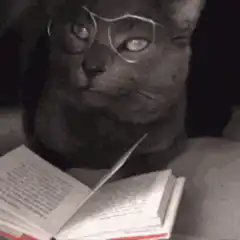 Cat reading a book with glasses