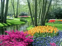 colorful tulips and azaleas in a park