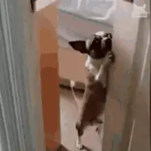 French Bulldog peeking through door