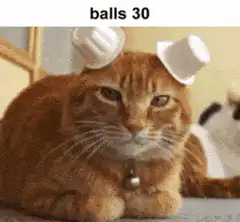 cat with balls on head