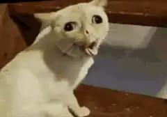 Shocked white cat with tongue out