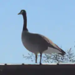 Goose hit by red laser beam