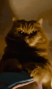 angry cat hissing
