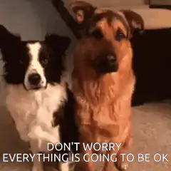 Border collie hugs german shepherd