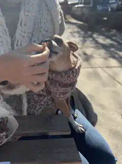 person feeding small dog treat