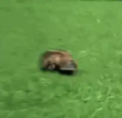 platypus walking on grass