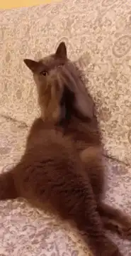 Cat facepalm on couch