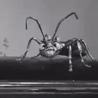 giant ant zooms in on woman