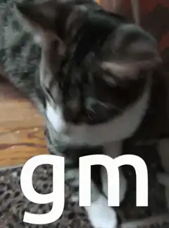 cat says gm