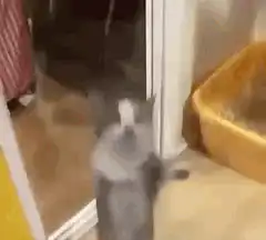 kitten jumping at glass door