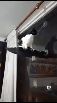 Cat falls off window perch