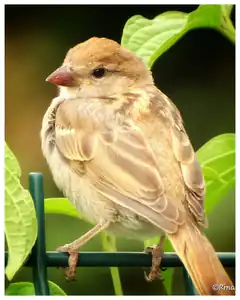 small brown bird on green fence