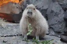 Capybara eating greens