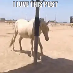 Horse rubbing against post