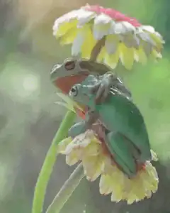 Two green tree frogs mating on a flower