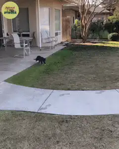 Black and white cat playing with a ball