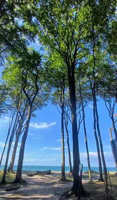 Tall trees framing a beach and blue sky