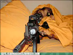 Dog shoots laser at cats