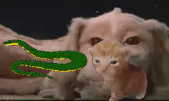 Sphynx cat winks at kitten and snake