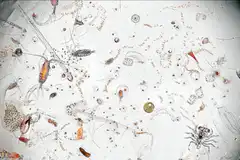 Microscopic organisms with text stack sats