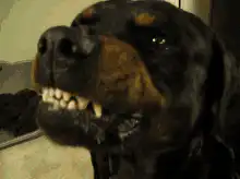 Rottweiler showing teeth and smiling