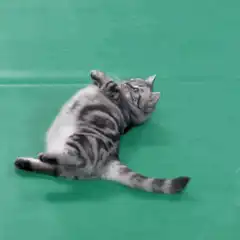 cat rolling on green floor