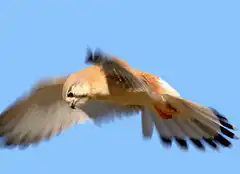 Kestrel hovering in blue sky