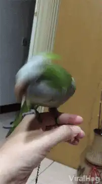 Parrot headbanging on finger