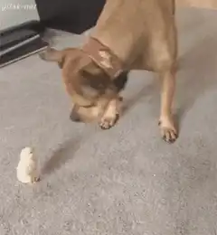 Dog plays with small white toy