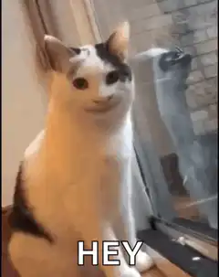 Smiling cat says hey