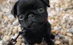 Black pug puppy good morning