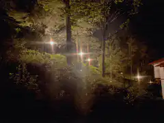 Night forest with lens flare