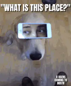 Confused Dog With Phone Over Eyes