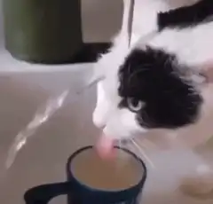 Cat drinks from mug near faucet