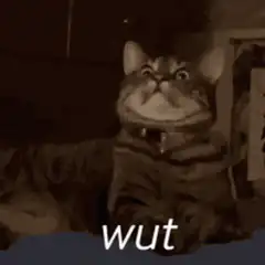 Confused cat saying wut