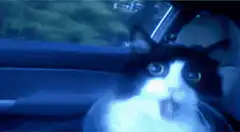 Cat yawning in a car