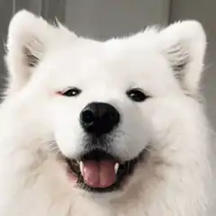 Smiling fluffy white dog