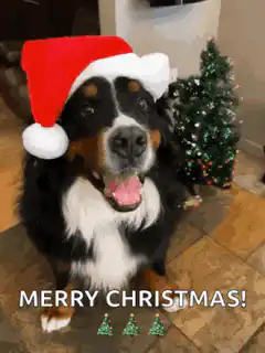 Bernese Mountain Dog in Santa Hat