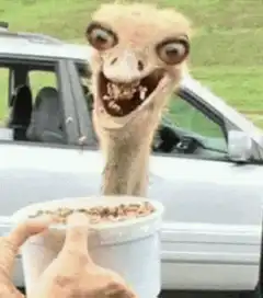 Crazy Ostrich Eating
