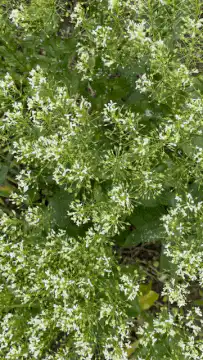 close-up of white wildflowers