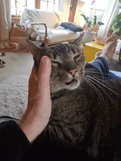 Cat enjoying a head scratch