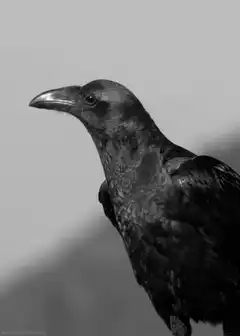 Black and white raven opens beak