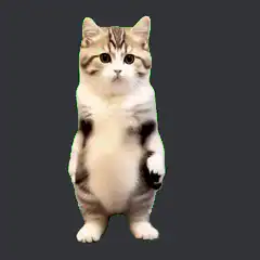 Dancing tabby kitten