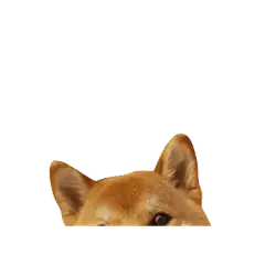 Doge peeking up and down