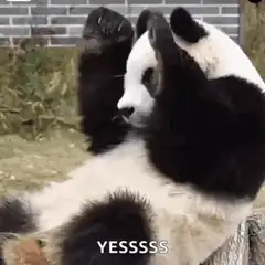 Panda raising paws yes